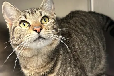 cat looking hopeful in a kennel